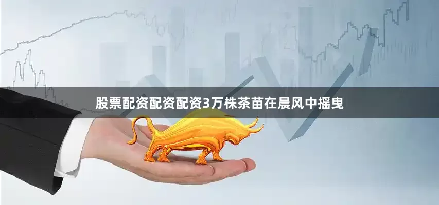股票配资配资配资3万株茶苗在晨风中摇曳